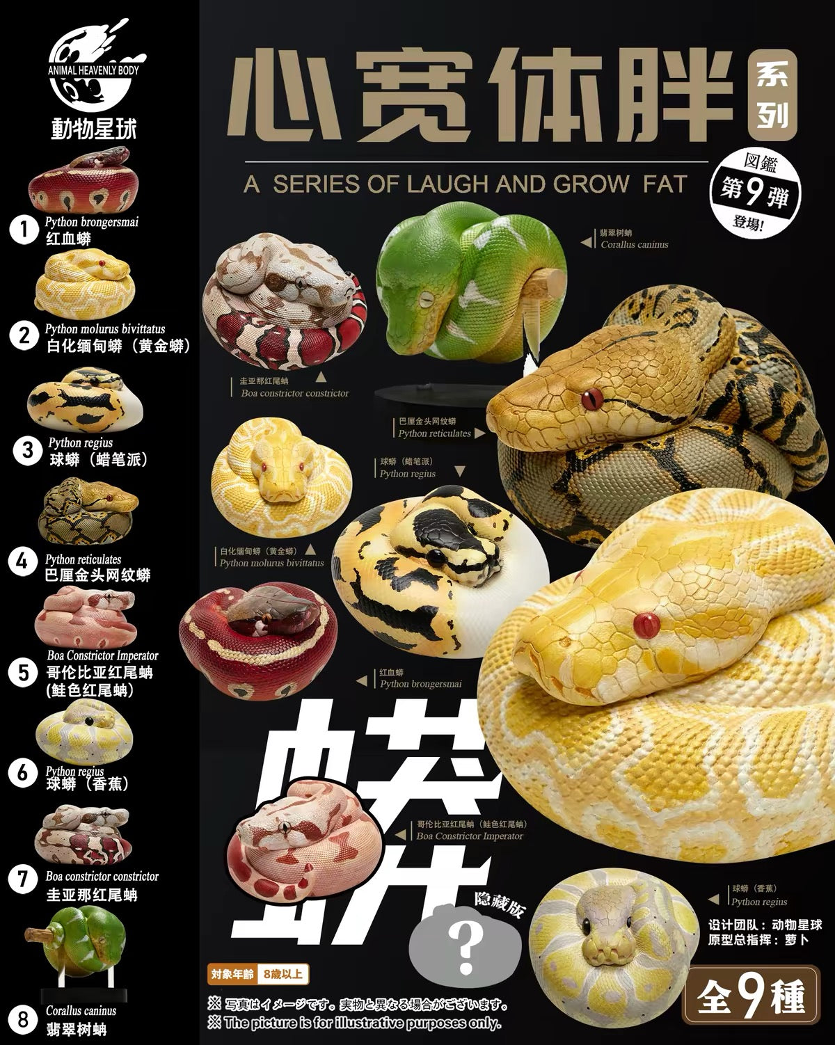 Ball Python (Pied) | Python Regius