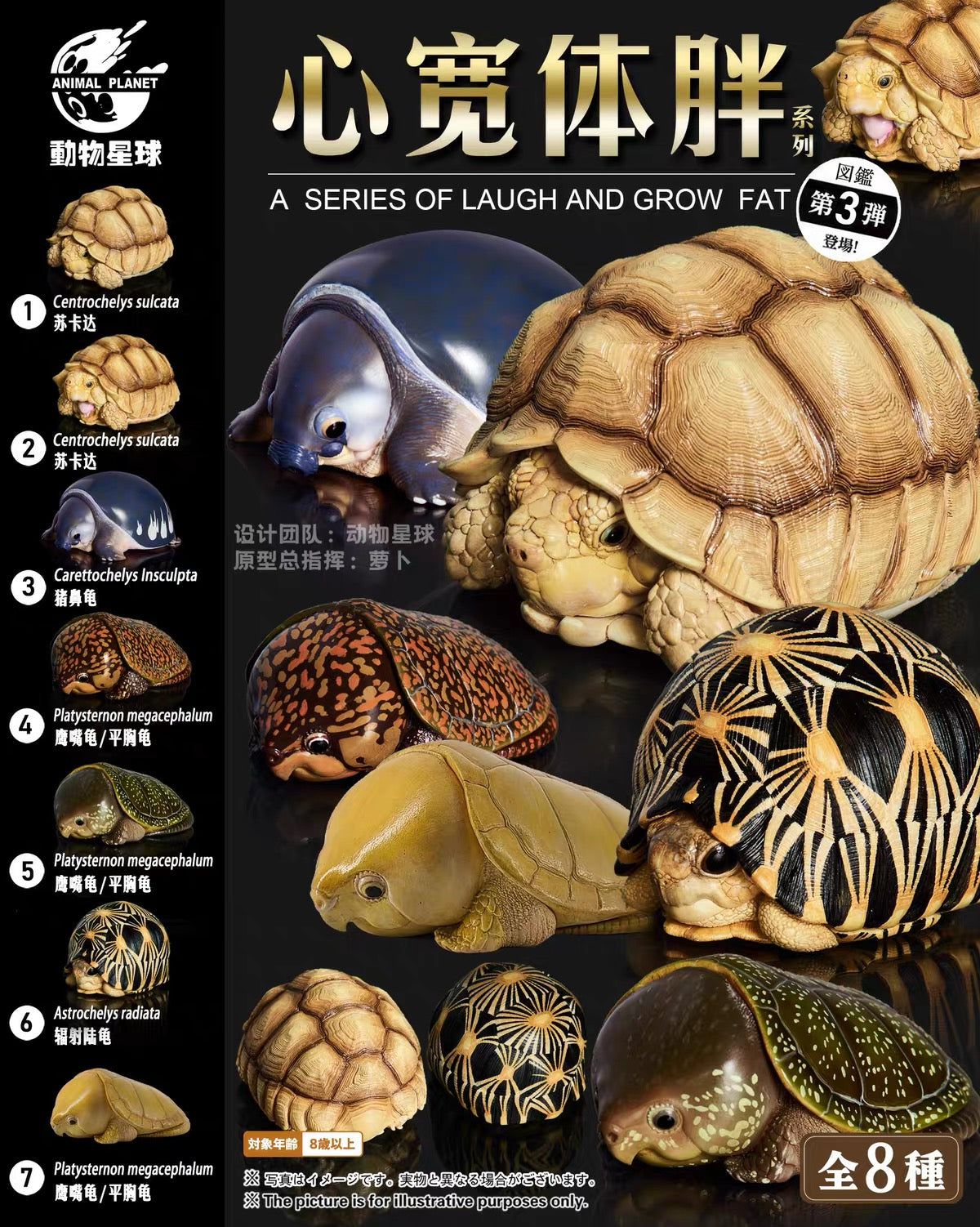 Sulcata Tortoise (Female) | Centrochelys Sulcata