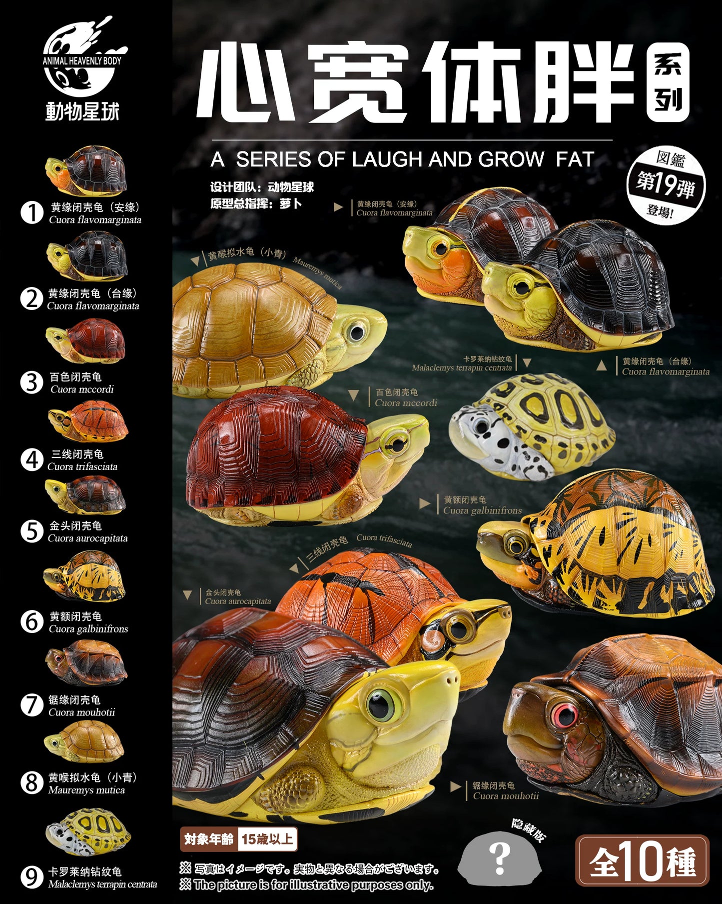 Cuora flavomarginata / Chinese box turtle