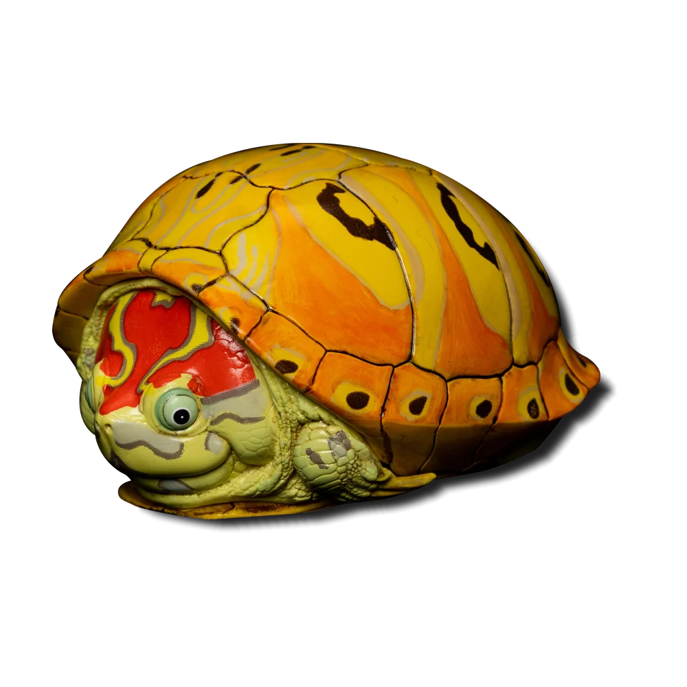 Trachemys Turtle | Trachemys Species