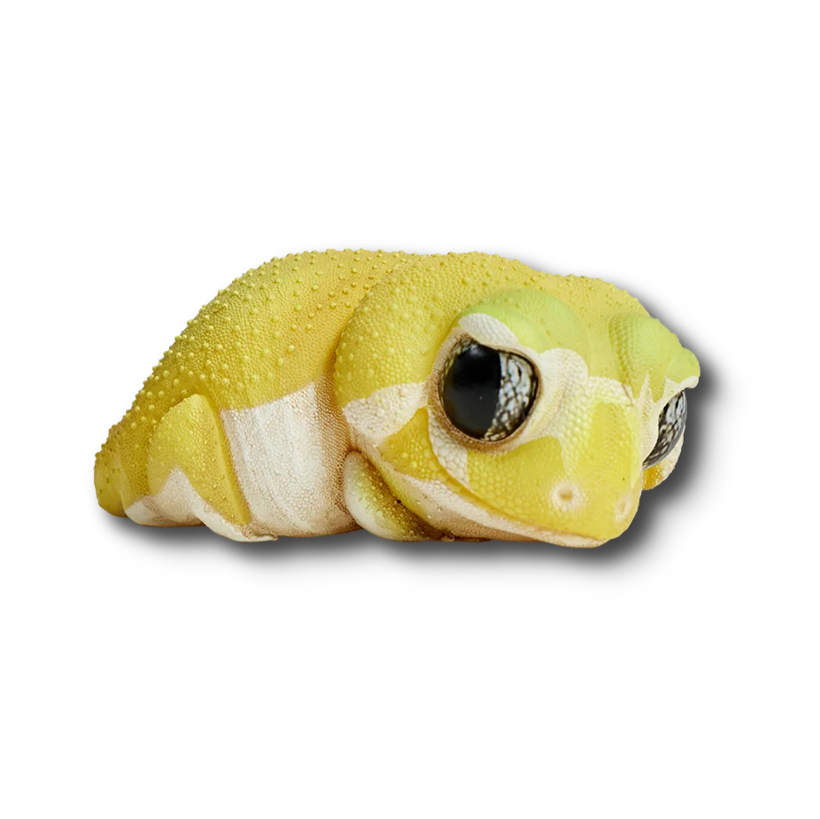 Pilbara Smooth Knob-tailed Gecko (Yellow) | Nephrurus Levis Pilbarensis
