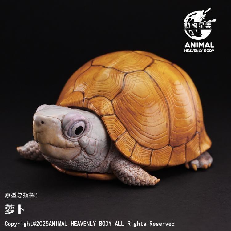Yucatan Box Turtle | Terrapene Carolina Yucatana