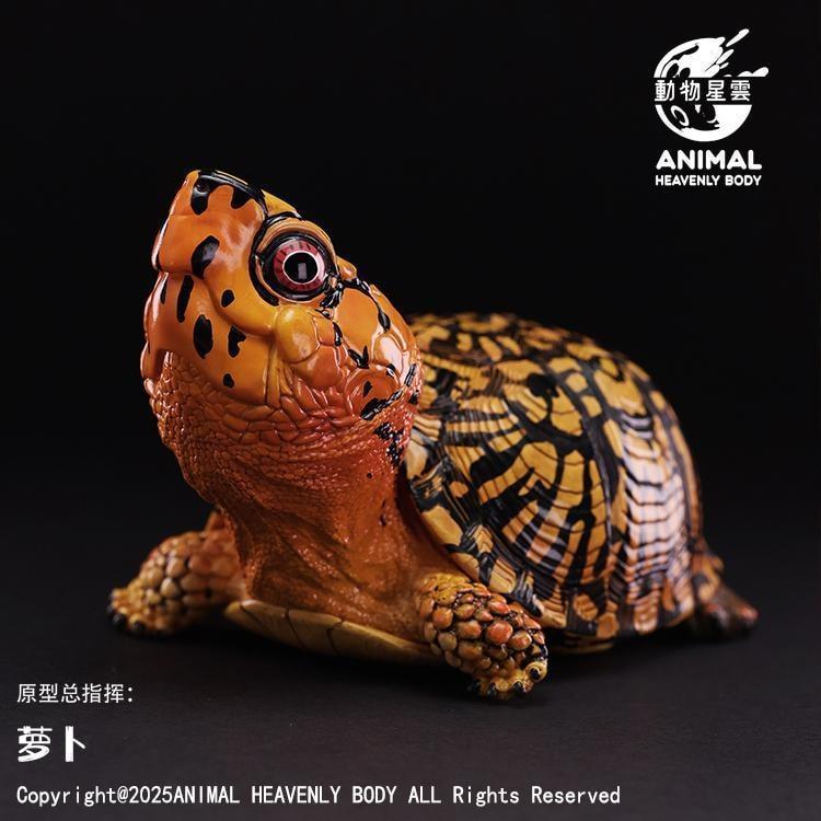 Eastern Box Turtle (Orange) | Terrapene Carolina Carolina