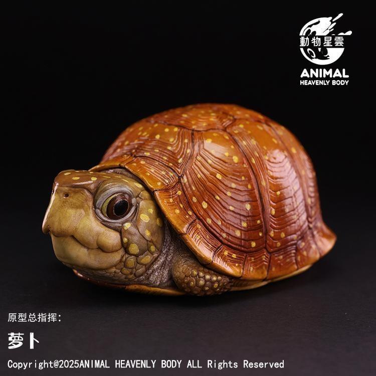Spotted Box Turtle | Terrapene Nelsoni