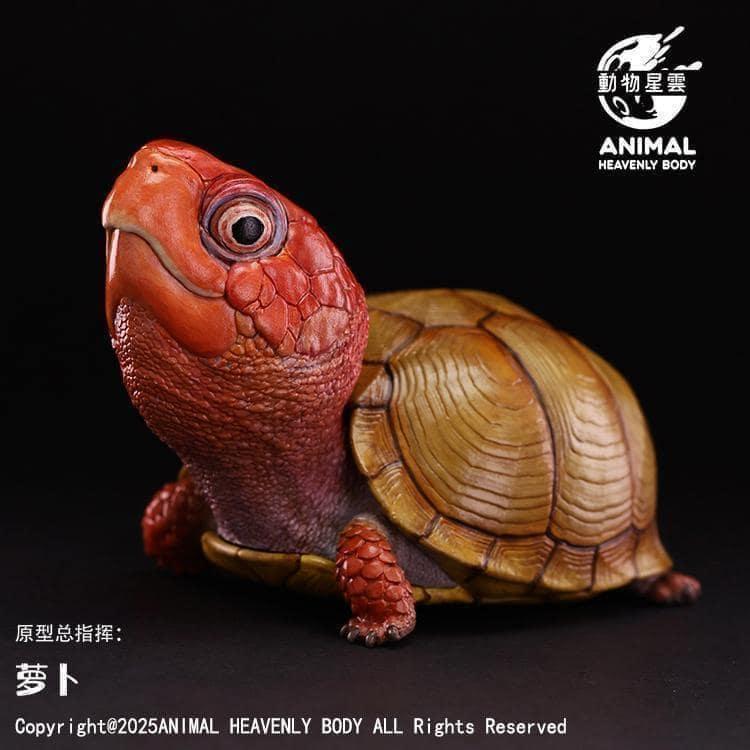 Three-toed Box Turtle | Terrapene Carolina Triunguis