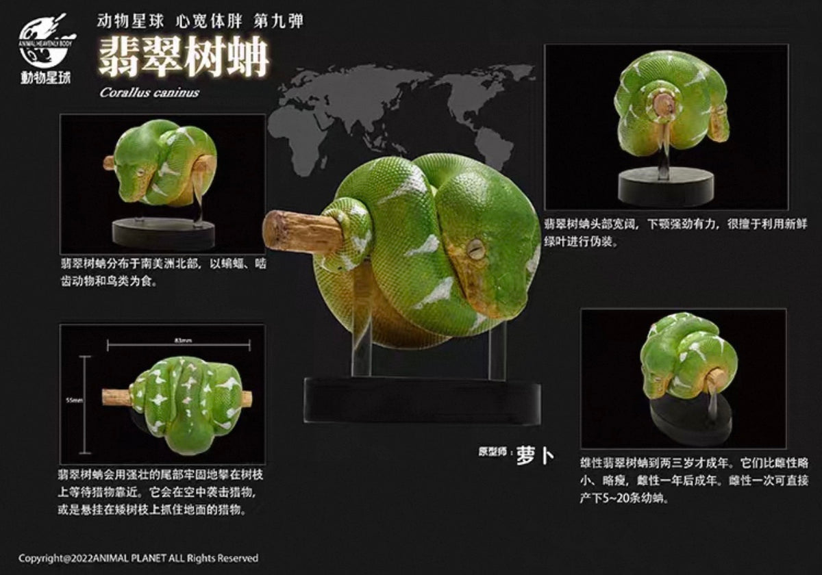 Emerald Tree Boa | Corallus Caninus