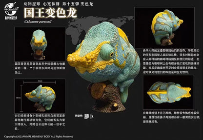 Parson’s Chameleon | Calumma Parsonii