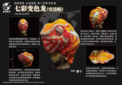 Panther Chameleon | Furcifer Pardalis