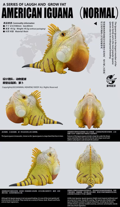 Green Iguana | Iguana Iguana