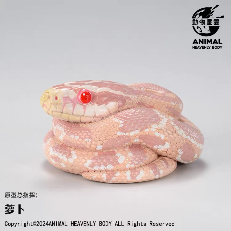 Corn Snake (Coral Snow) | Pantherophis Guttatus