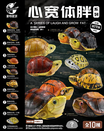 McCord's Box Turtle | Cuora Mccordi