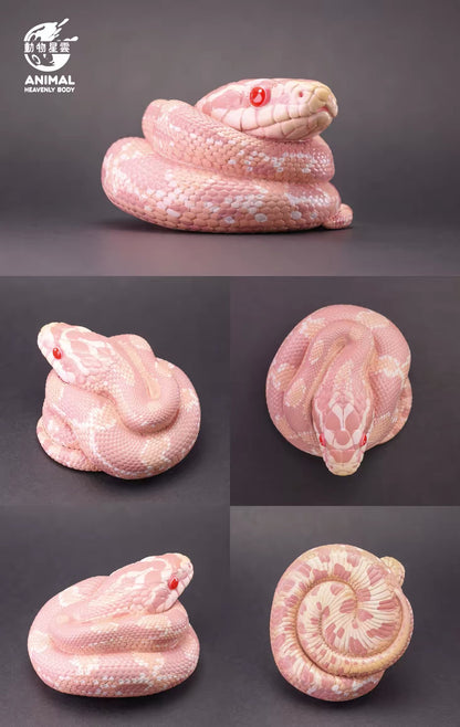 Corn Snake (Coral Snow) | Pantherophis Guttatus