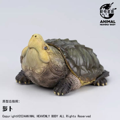 Alligator Snapping Turtle |  Macrochelys Temminckii
