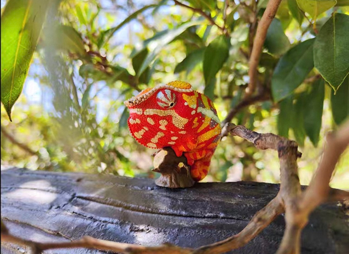 Panther Chameleon | Furcifer Pardalis