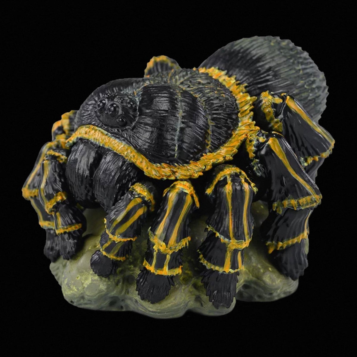 Chaco Golden Knee Tarantula | Grammostola Pulchripes