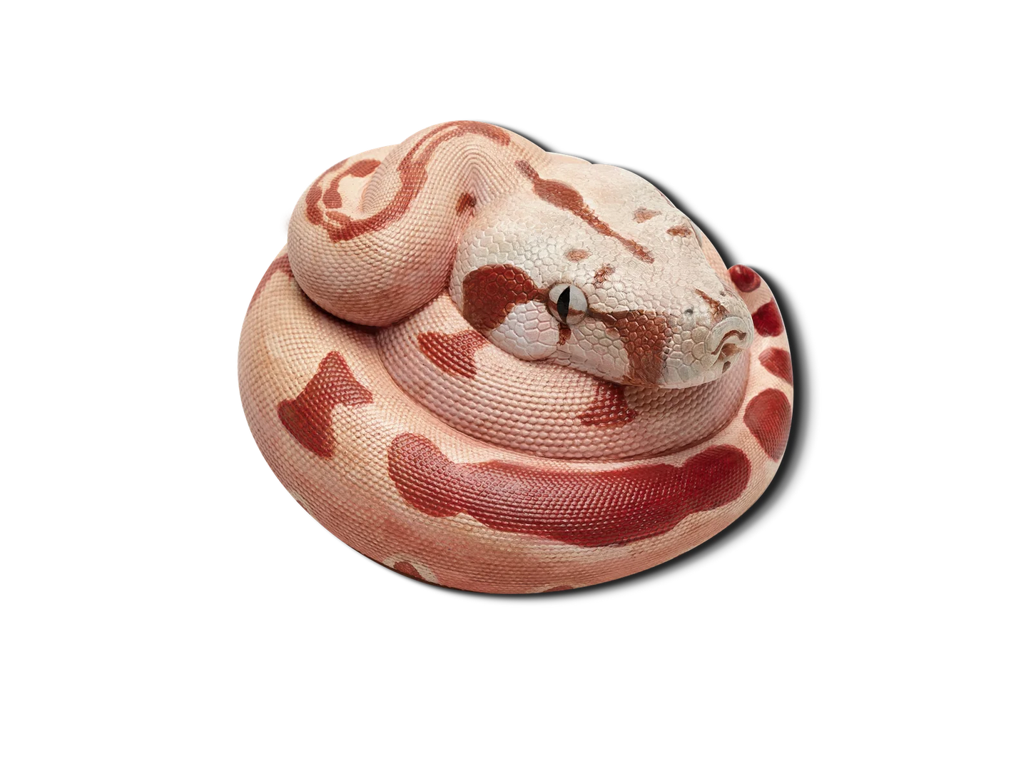 Boa Constrictor (Boa constrictor)