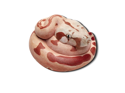 Boa Constrictor (Boa constrictor)
