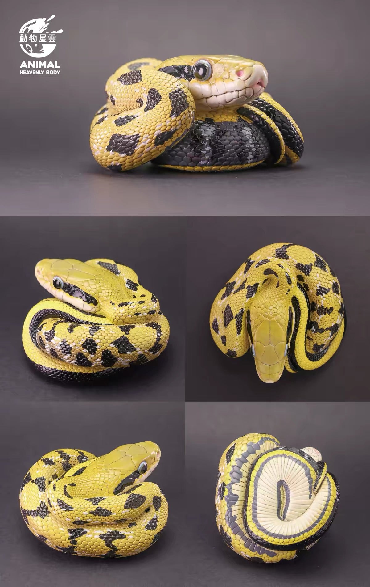 Beauty Rat Snake | Elaphe Taeniura Friesei