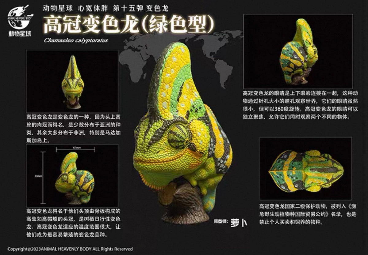 Veiled Chameleon (Green) | Chamaeleo Calyptratus