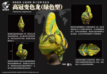 Veiled Chameleon (Green) | Chamaeleo Calyptratus
