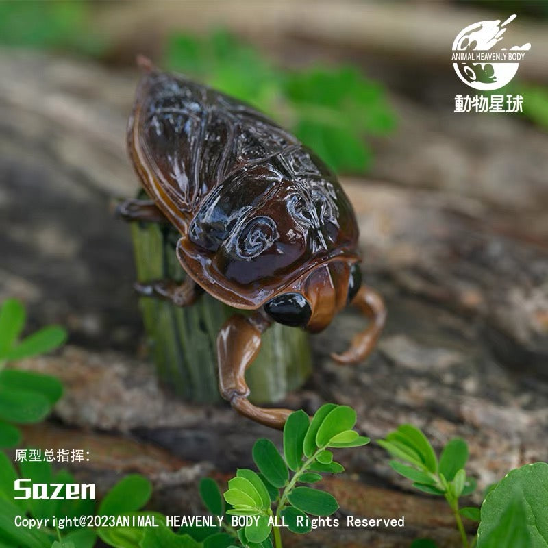 Giant Water Bug | Lethocerus Deyrollei