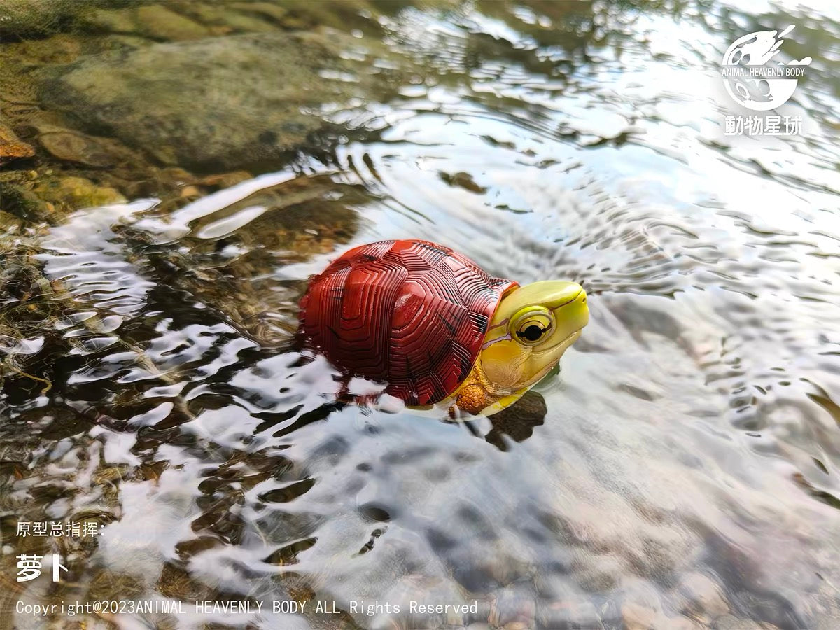McCord's Box Turtle | Cuora Mccordi