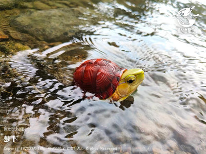 McCord's Box Turtle | Cuora Mccordi