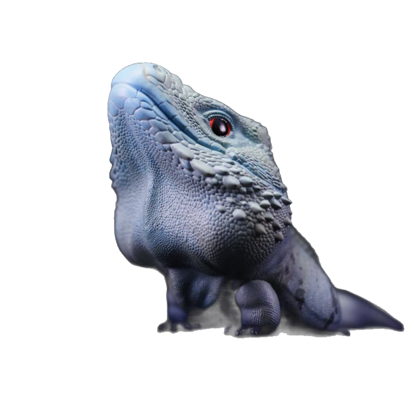 Blue Iguana | Cyclura Lewisi