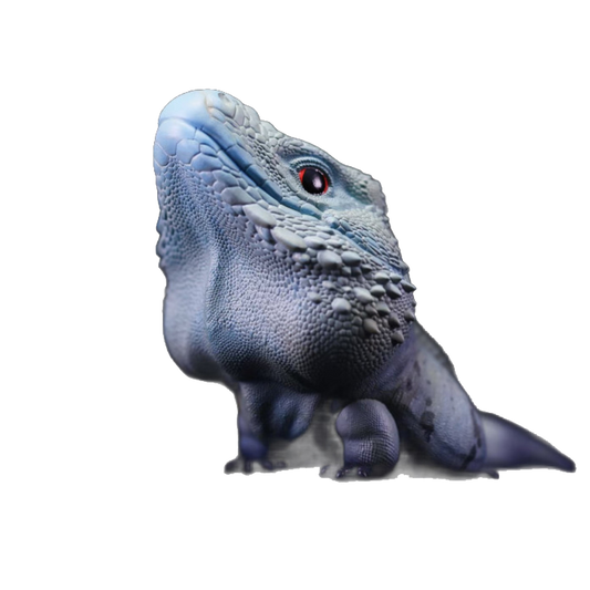 Blue Iguana | Cyclura Lewisi