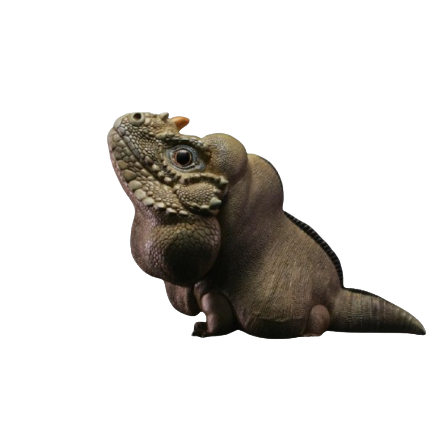 Rhinoceros Iguana | Cyclura Cornuta