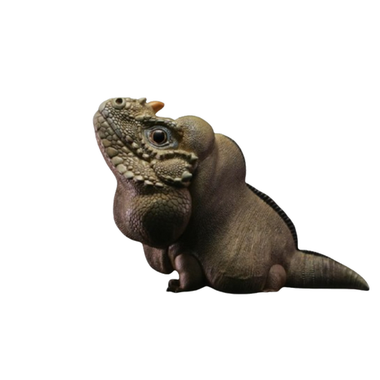 Rhinoceros Iguana | Cyclura Cornuta