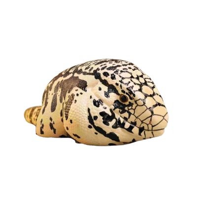 Argentine Black & White Tegu | Salvator Merianae