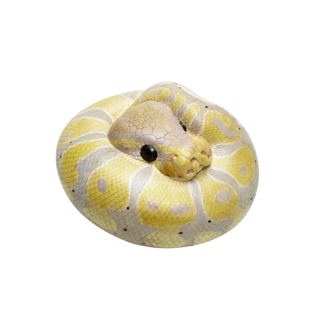 Ball Python (Banana) | Python Regius