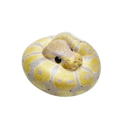 Ball Python (Banana) | Python Regius