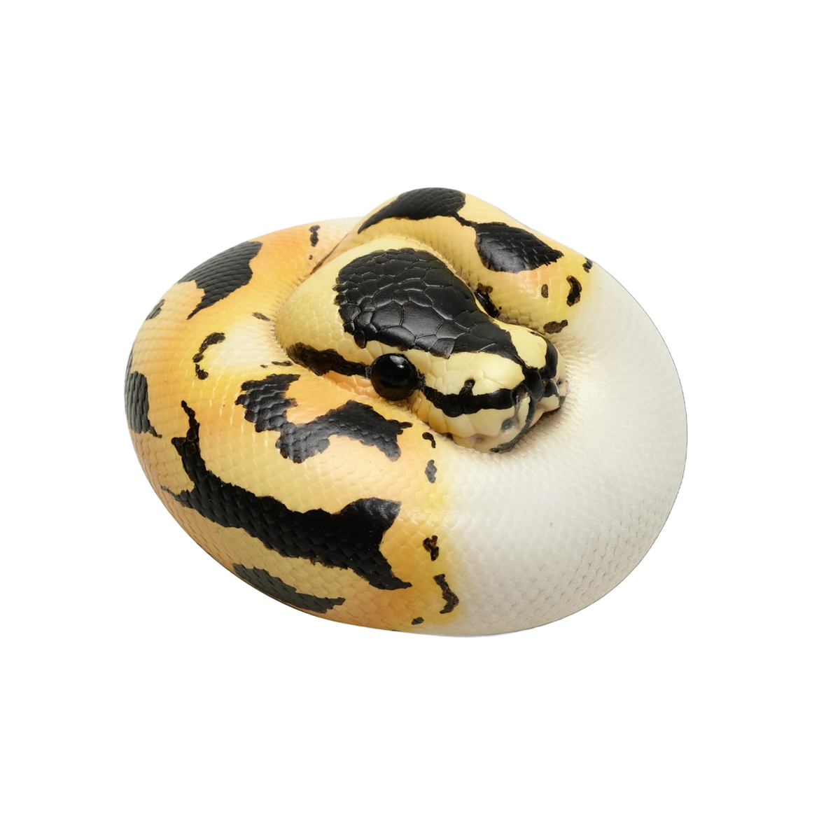 Ball Python (Pied) | Python Regius