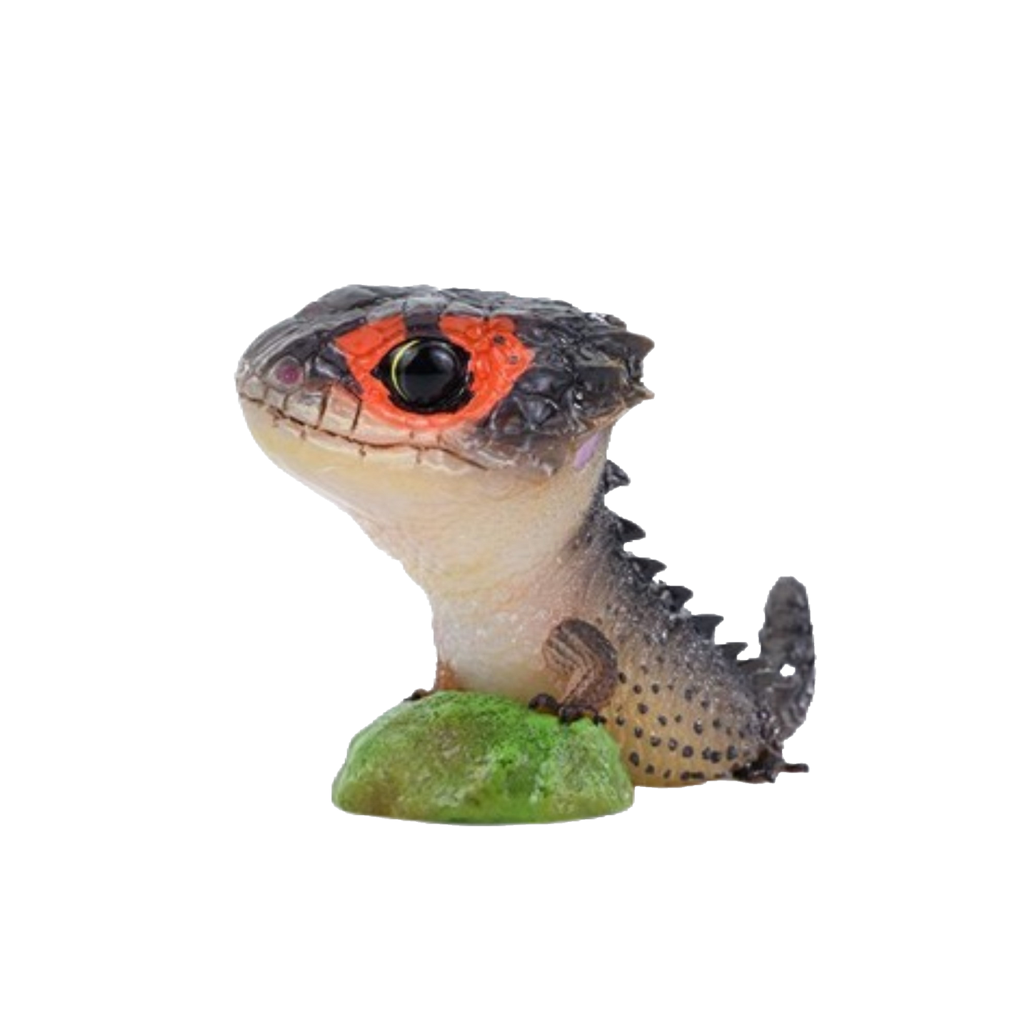 Red-eyed Crocodile Skink | Tribolonotus Gracilis