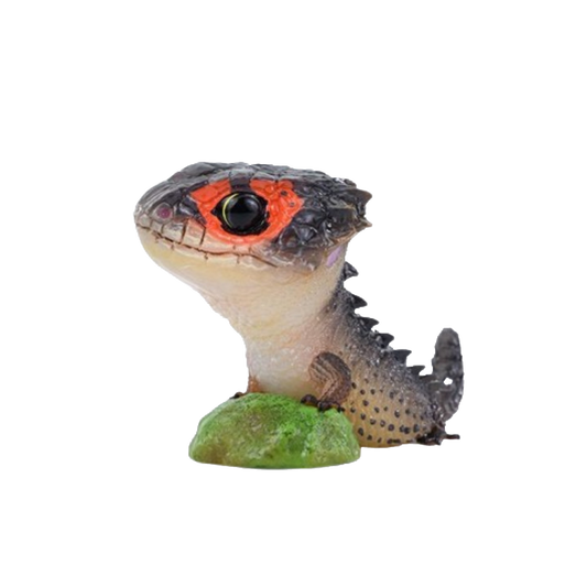 Red-eyed Crocodile Skink | Tribolonotus Gracilis