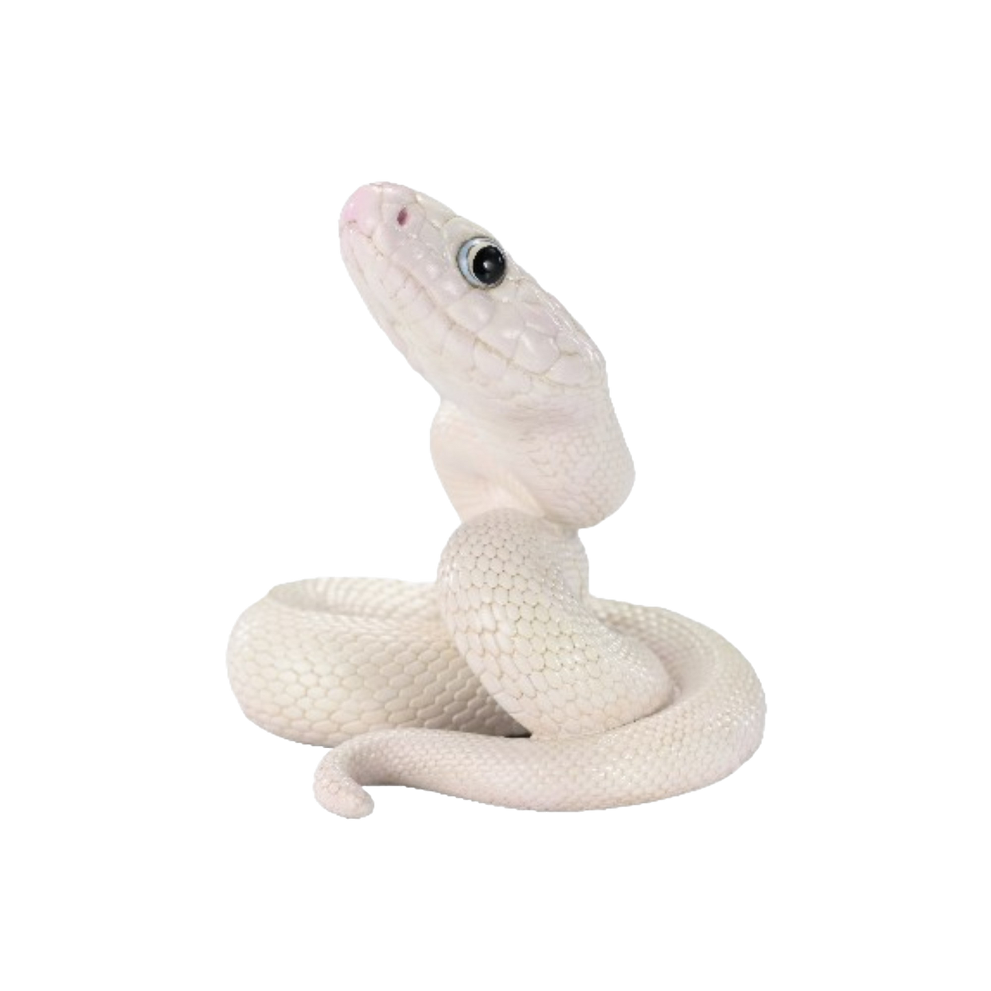 Texas Rat Snake ( Leucistic )| Elaphe Obsoleta