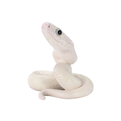 Texas Rat Snake ( Leucistic )| Elaphe Obsoleta
