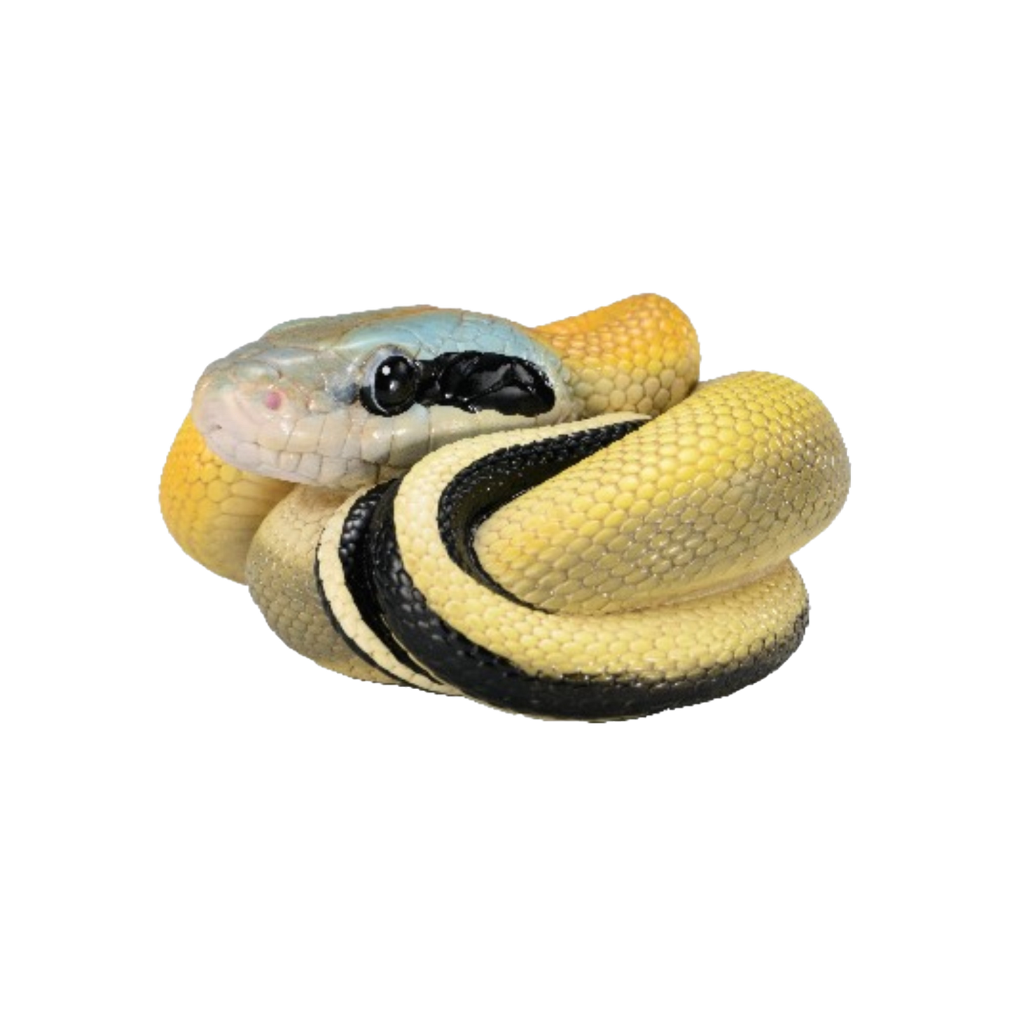 Beauty Rat Snake | Elaphe Taeniura Ridleyi