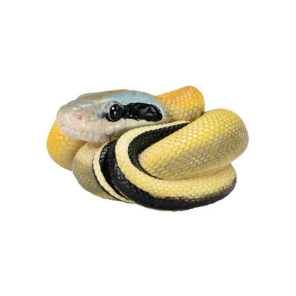 Beauty Rat Snake | Elaphe Taeniura Ridleyi