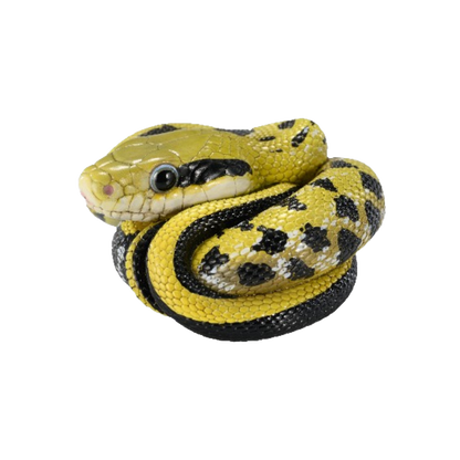 Beauty Rat Snake | Elaphe Taeniura Friesei