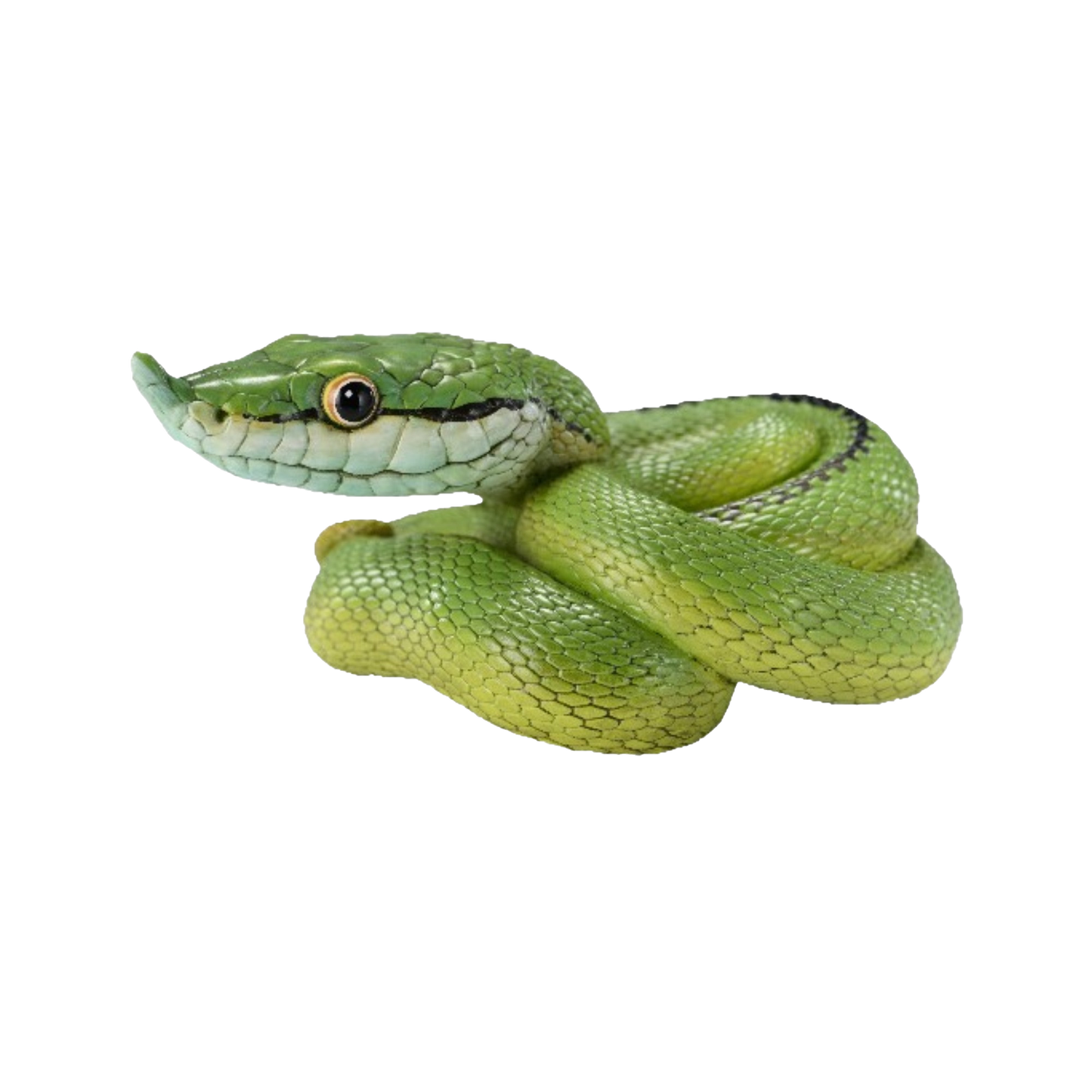 Baron's Green Racer | Philodryas Baroni