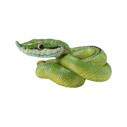 Baron's Green Racer | Philodryas Baroni