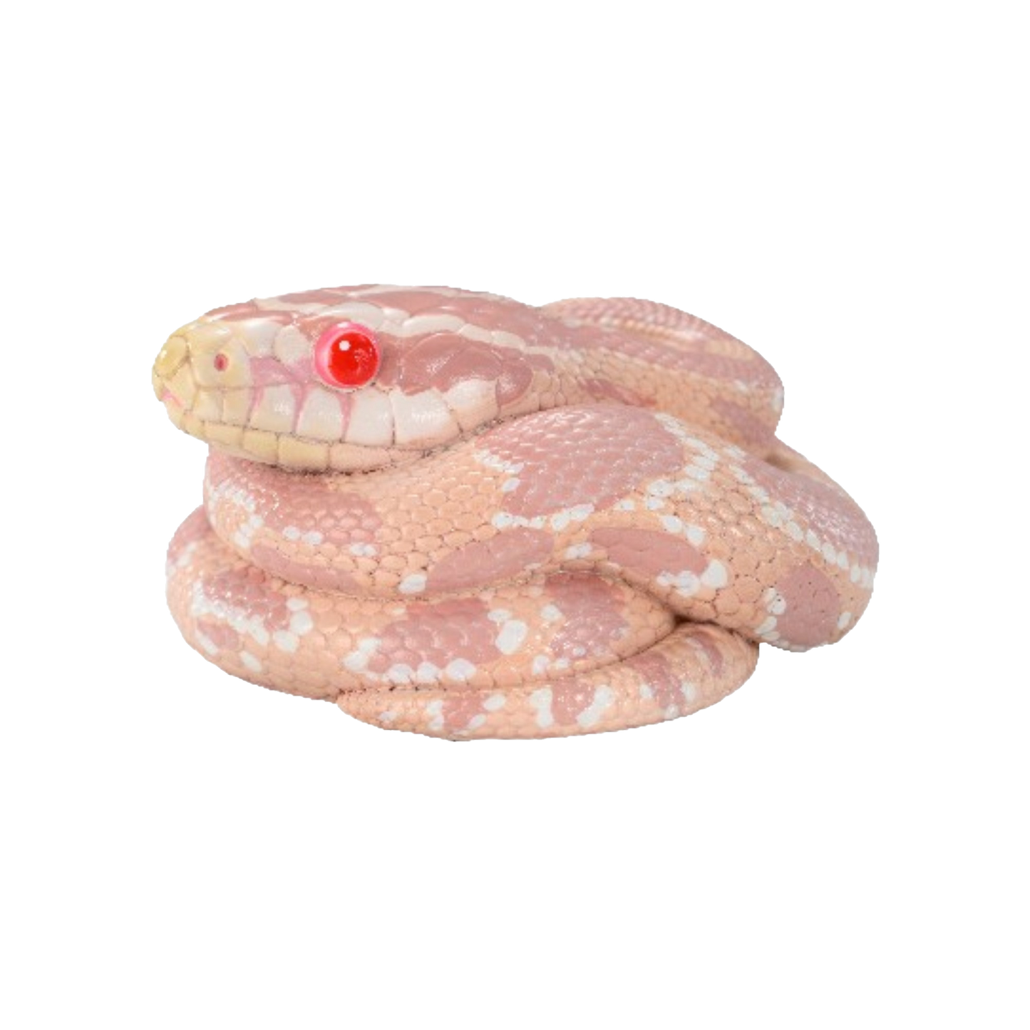 Corn Snake (Coral Snow) | Pantherophis Guttatus