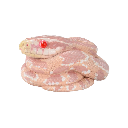 Corn Snake (Coral Snow) | Pantherophis Guttatus