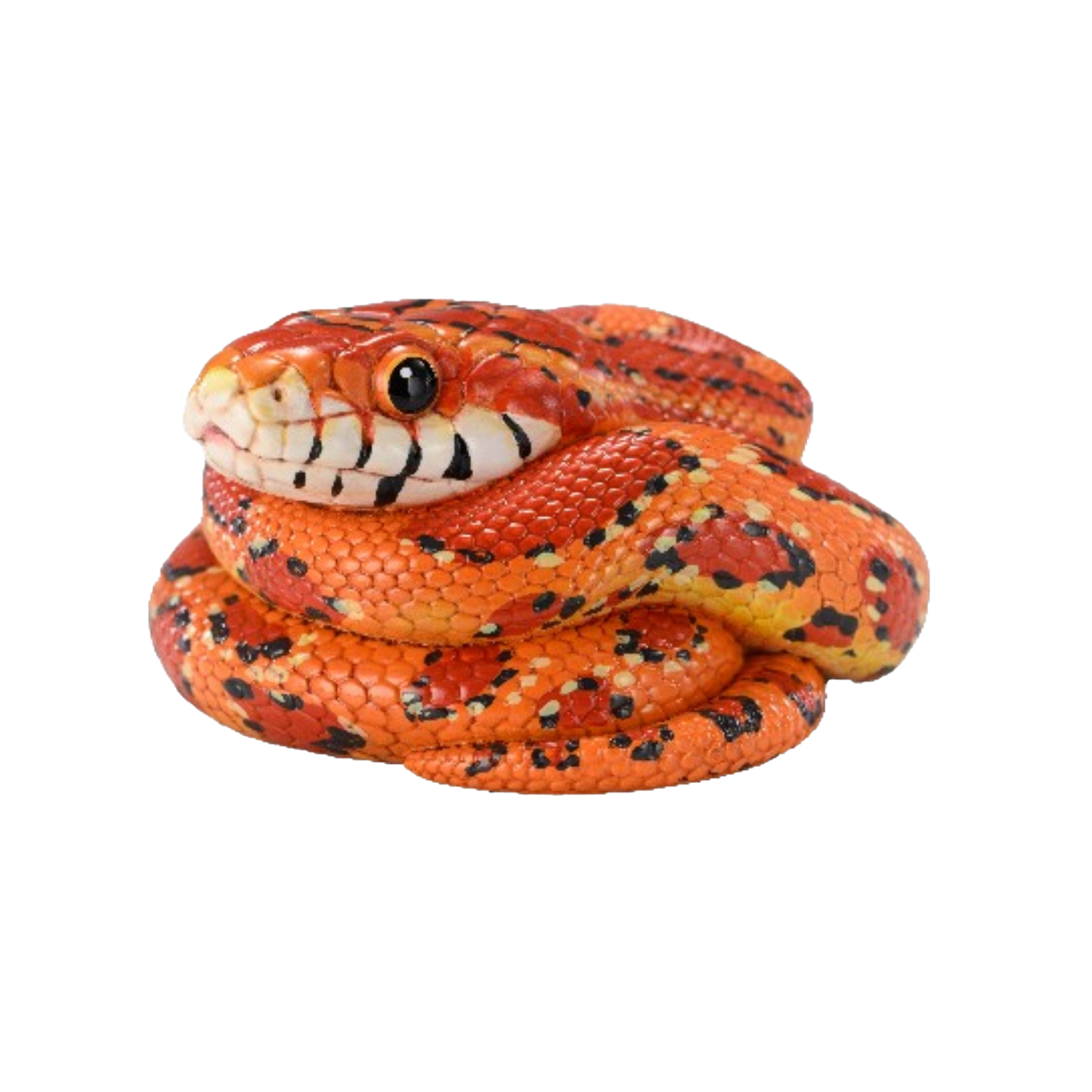 Corn Snake | Pantherophis Guttatus