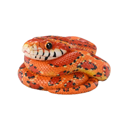 Corn Snake | Pantherophis Guttatus