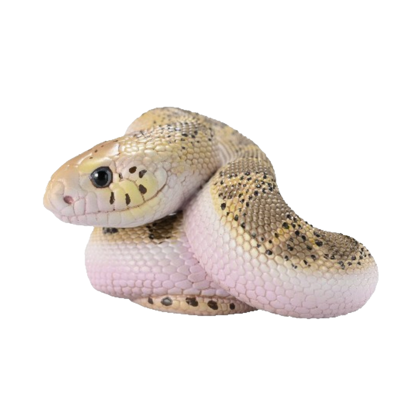 Gopher Snake | Pituophis Catenifer