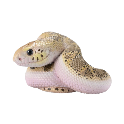 Gopher Snake | Pituophis Catenifer